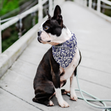 White w/ Blue Spiral - Bandana