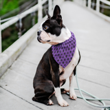 Purple Kamon