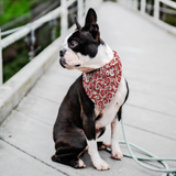 Red w/ White Spiral - Bandana