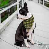 Stubborn Shiba Co - Yellow Plaid Bandana